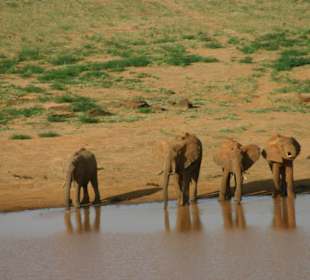 Elefanten am Mudanda Rock