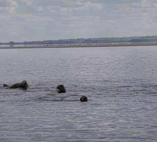 Robben in freier Natur