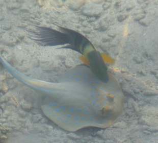 Blaupunktrochen