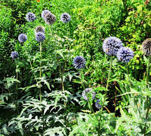 Impressionen aus dem Trostberger Rosengarten