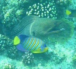 Große Muräne am Hausrirff