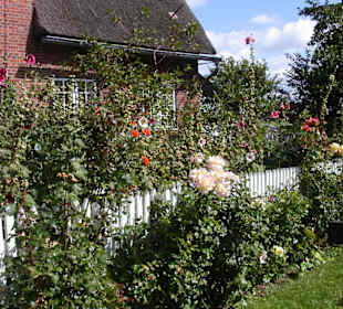 Blumenhecke
