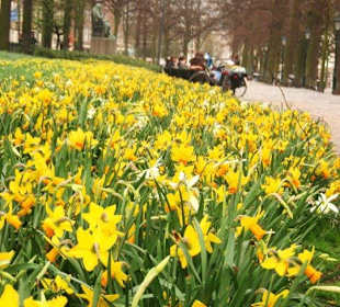 Dutch daffodils