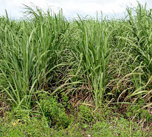 Zuckerrohr-Felder um Port-Louis