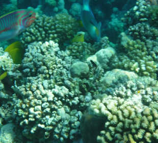 Schnorcheln Makadi Bay