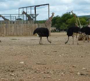 Emus & Giraffen & Zebras