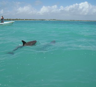 Delphine in der freien Wildbahn hautnah-unvergessl