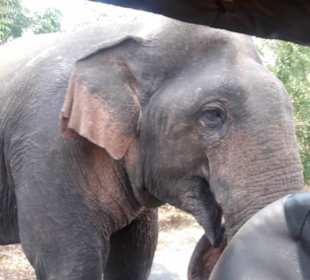 Transit Home Udawalawe ...