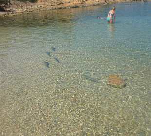 Hautstrand mit Fischen
