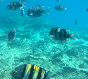 Sehr schön zum schnorcheln