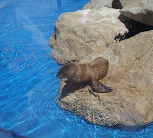 Marineland - Seelöwen - September 201