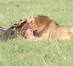 Es war einmal ein Büffel...