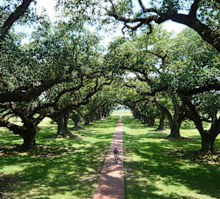 Vom Balkon des Mansion in Oak Alley