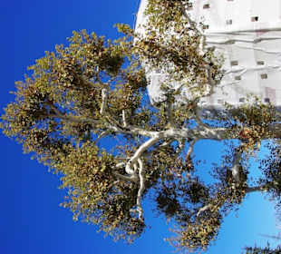At Meydanı (Hippodrom)