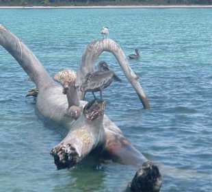 Pelikane zum greifen nah