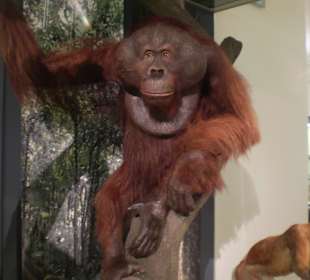 Zoologisches Forschungsmuseum Alexander Koenig