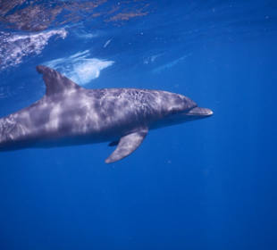 Schnorcheln mit Delfinen