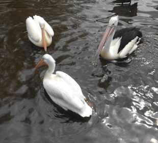 Weltvogelpark Walsrode