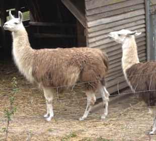 Erlebnisbauernhof und Wildgehege