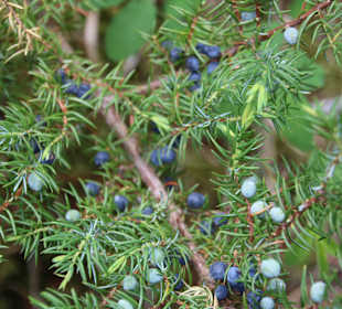 ...aber auch nette Flora..