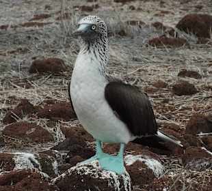 Голуболапый олуш