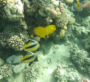 Schnorcheln Makadi Bay