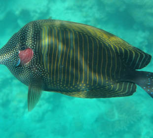 Segelflossendoktorfisch