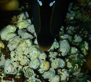 Schnorcheln Marsa Alam