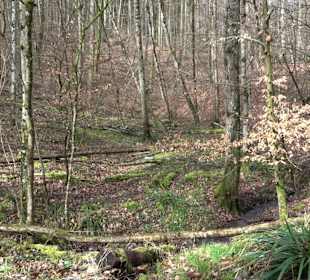 Gomaringer Rundweg - Zu den Giganten im Wald