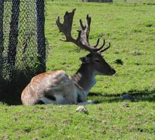 Alpenwildpark 