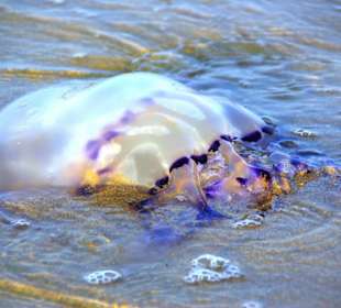 Strand in Bibione Juni 2012