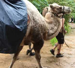 Kamelreiten muss nicht sein...