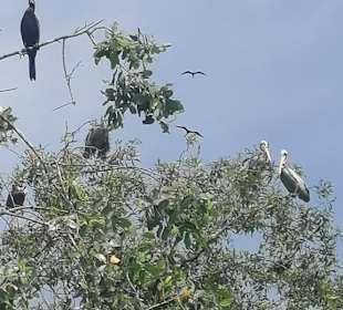 Pelikane 