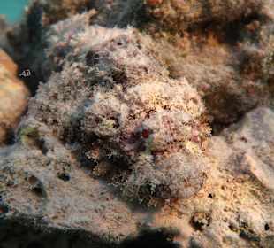 Schnorcheln Coraya Bay Marsa Alam