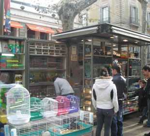 Una bancarella sulla Rambla degli uccelli
