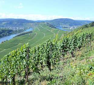 In den Weinbergen