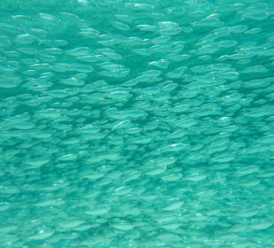 3-Strände-Tour: Fischschwarm / Grote Knip