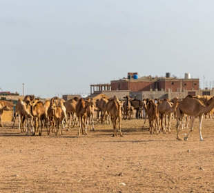 Marsa Alam Ausflüge-Kamelmarkt Al Shalateen