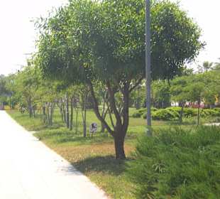 Schöne Bäume und Sträucher