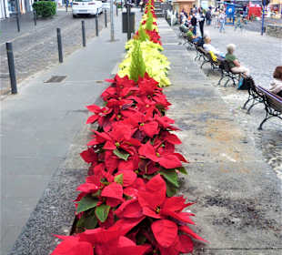 Wandern Puerto de la Cruz