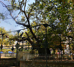 Kos Stadt Baum des Hypokrates