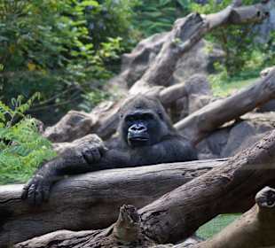 Gorillas in guter Pflege, weil Studien