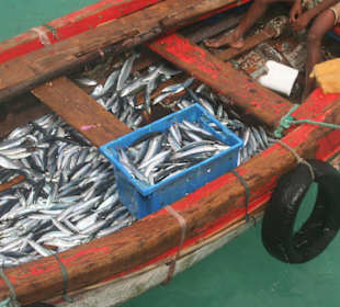 Fischersteg Santa Maria