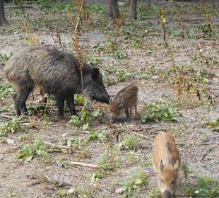 Białowieski Park Narodowy