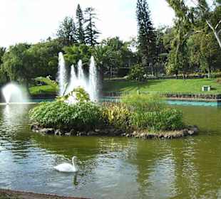 kleiner See mit Schwänen