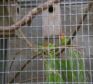 Minipapageien(Unzertrennlichen)