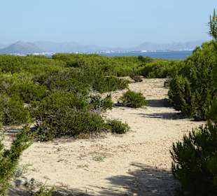 Naturschutzgebiet Dunes de Son Real
