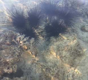 Schnorcheln Hurghada