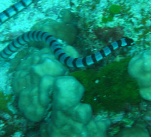 Seeschlange auf West of Eden