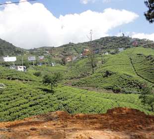 Nuwara Eliya